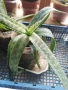 Лечебно Алое Вера и Дървовидно алое, снимка 8