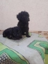 Продавам мини пуделчета , снимка 2