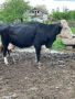 Продавам 2 Крави и 1 Юница, снимка 1 - Крави - 45380997