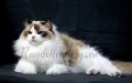 Ragdoll расови котенца с родословие ,Регдол ,Рагдол, снимка 2