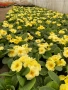 Иглика ( примула ) ТОП ЦЕНА, снимка 15