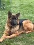 Чистокръвна немска овчарка, снимка 8