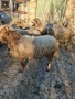 Продавам 3 овце със агнета , снимка 4