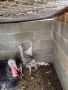 Продавам селски Пуйки , снимка 3
