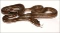 Женски африкански къщен смок , снимка 1 - Змии - 45962781
