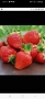 Продавам разсад ягоди, снимка 12