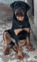 Продавам мъжки ротвайлер , снимка 2