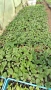 Разсад  Домати и краставици, снимка 6
