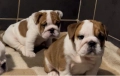 Английски булдог, снимка 5