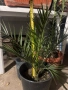 Палми - финикова и трахикарпус, снимка 2