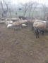 продават се овце , снимка 2