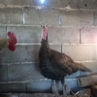 Пуйки, снимка 3 - Кокошки и пуйки - 45495763