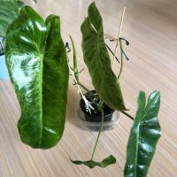 Philodendron Paraiso Verde , снимка 1 - Стайни растения - 46205938