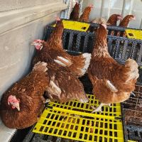 продавам кокошки носачки ломан браун на 12 месеца за яйца, снимка 1 - други­ - 45339932