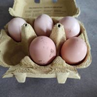 Пресни яйца от аям кемани, снимка 3 - Кокошки и пуйки - 45424133