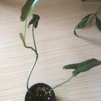 Philodendron Atabapoense , снимка 3 - Стайни растения - 45094552