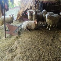 Продавам овце, снимка 1 - Овце - 45604742