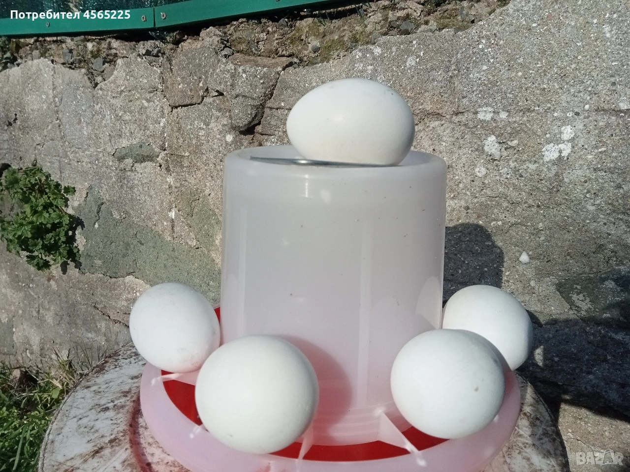 Яйца, снимка 1