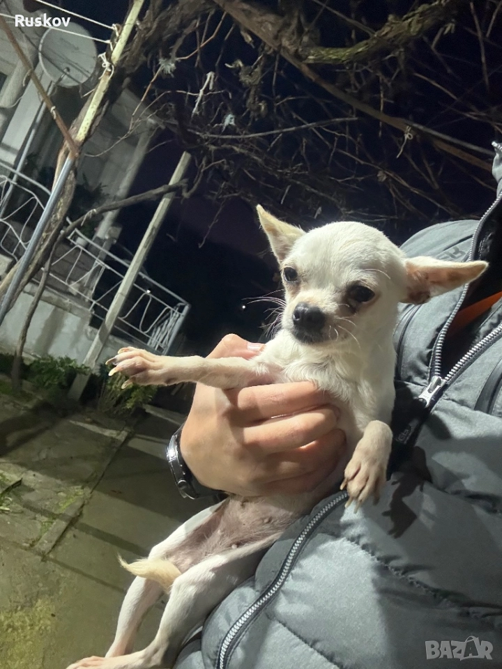 Чихуахуа , снимка 1