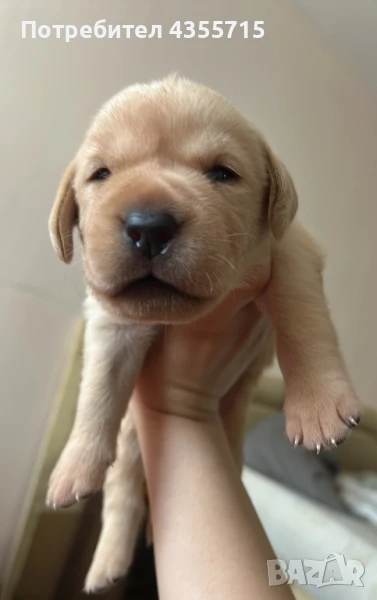 Куче Лабрадор мъжко , снимка 1