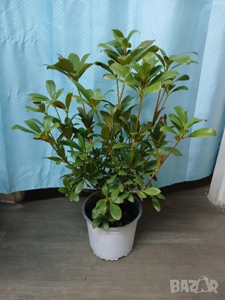 Рододендрон 65см., снимка 1