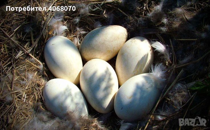 Яйца от лебедови гъски, снимка 1