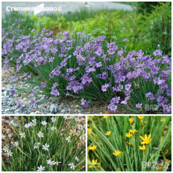 Сисиринхиуми - син, бял и жълт, снимка 1