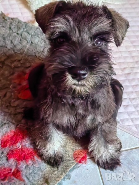 Кученца с черен пипер и сол, снимка 1