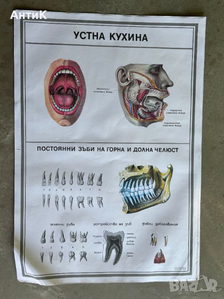 Учебни Медицински Плакати Постери, снимка 1