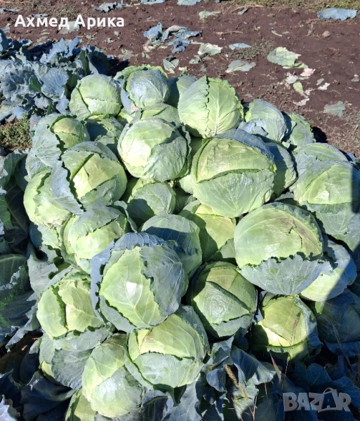 Зеле кьосе и елдорет на едро, снимка 1