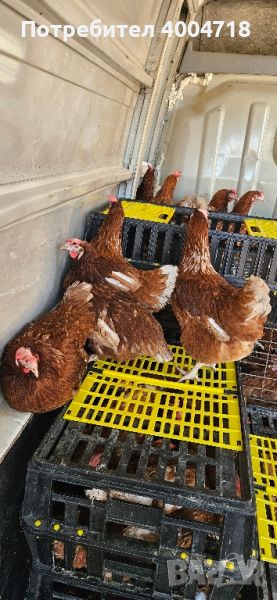 продавам кокошки носачки ломан браун на 12 месеца за яйца, снимка 1