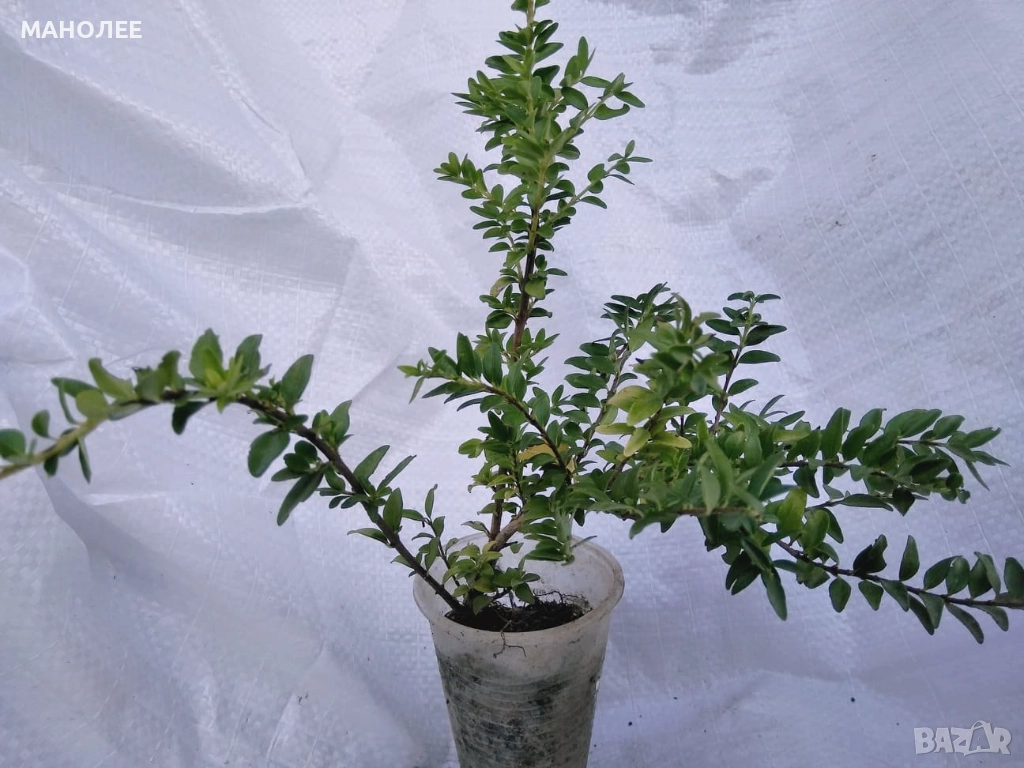 Лоницера  " Нитида ", снимка 1