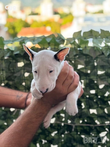 Бултериер , снимка 1