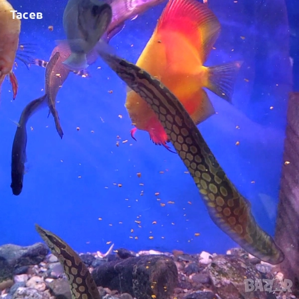 Мастацембелус арматус 20см, снимка 1