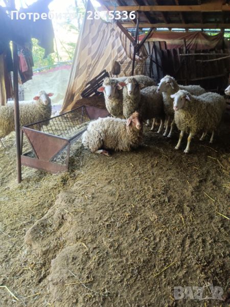 Продавам овце, снимка 1