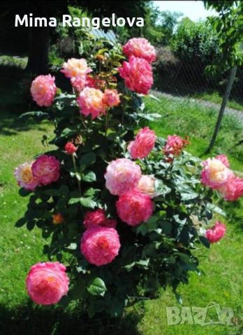 Роза, снимка 3 - Градински цветя и растения - 45724611