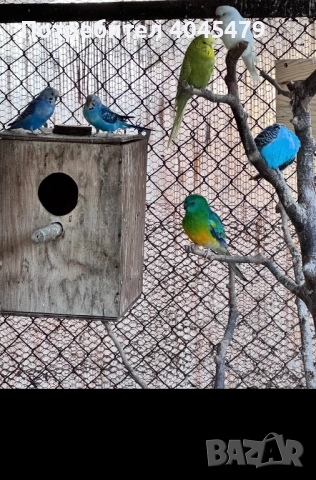 Продавам пойни папагали и вълнисти папагалчета, снимка 3 - Папагали - 51942070