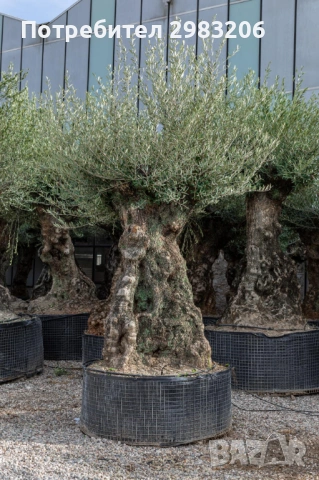 Продавам маслинови дървета