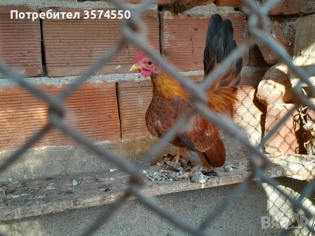 Продавам Серами, снимка 8 - други­ - 53164200