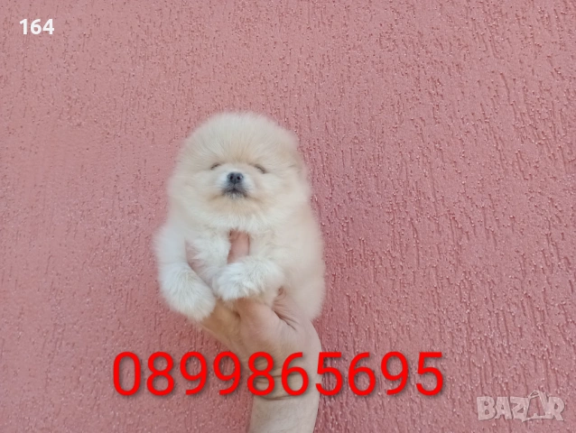 ЖенскМомиченце. Реални снимки от 23.02.26 г. , снимка 5 - Померан - 53592080