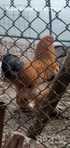 Петли Брама, снимка 3 - Кокошки и пуйки - 49295122