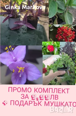 ❗️✅️🦋🌼🌸🐞ПРОМО КОМПЛЕКТ САМО СЕГА + ПОДАРЪК МУШКАТО🌼✅️🦋🌼🐞❗️, снимка 1 - Стайни растения - 47871743