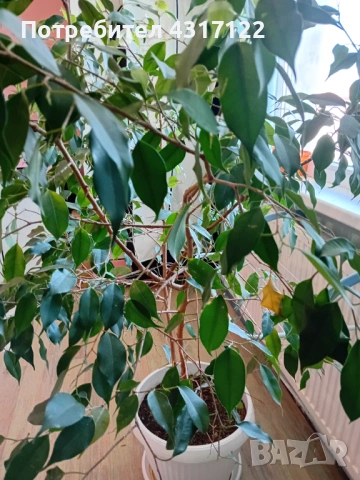 Бенджамин бенджамин, снимка 5 - Градински цветя и растения - 53830230