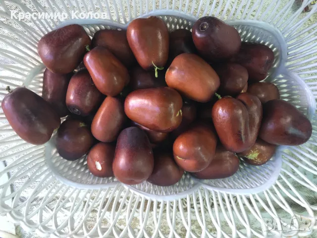 Китайска фурма, Хинап, плодове, лечебни растения, снимка 6 - Домашни продукти - 47214623