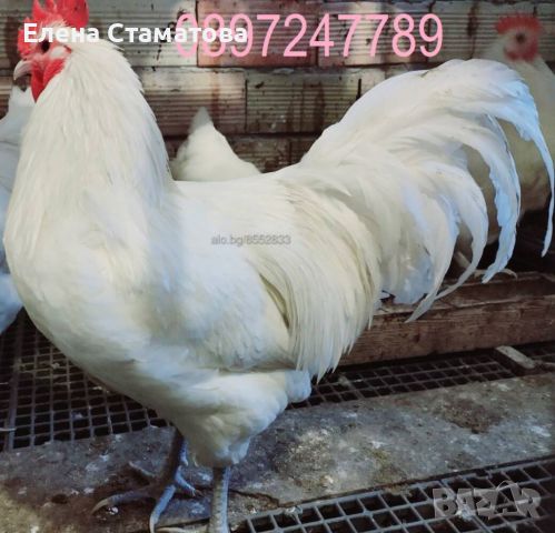 Яйца разплодни, оплодени от БЯЛ АВСТРАЛОРП 2,00лв., снимка 1 - Кокошки и пуйки - 45477874