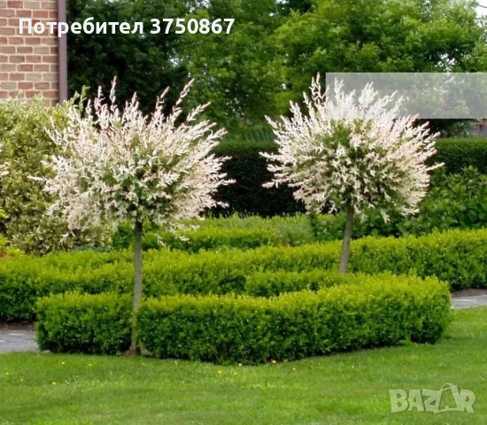 🌿🩷🌱 Японска пъстролистна върба - salix integra hakuro nishiki, снимка 6 - Градински цветя и растения - 54119208