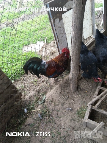 2 бр петлета, снимка 5 - други­ - 54057737