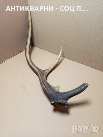 Стар Голям Единичен Еленски Рог Рога., снимка 2 - Антикварни и старинни предмети - 51321602