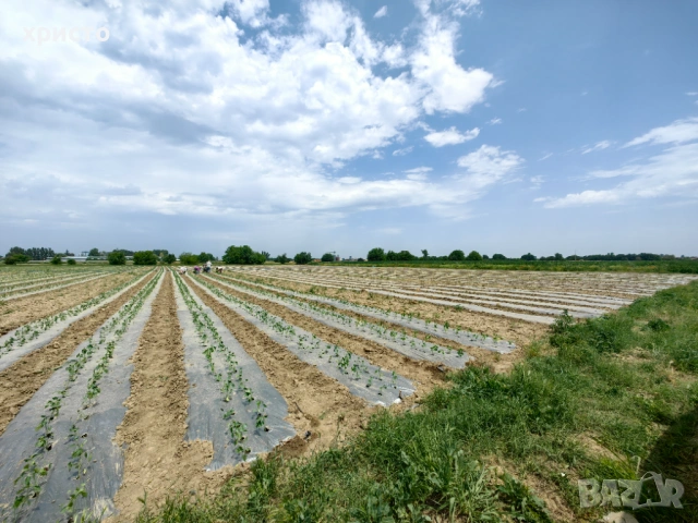 Разсад - домати, краставици, пипер, патладжани, пъпеши, дини и др., снимка 7 - Разсади - 53760110