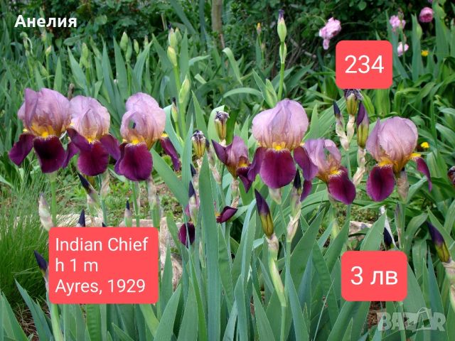 19 евтини ириси за градината , снимка 2 - Градински цветя и растения - 45681472
